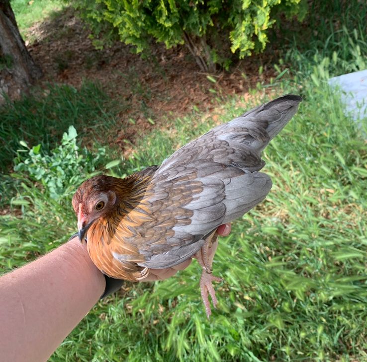 Red-Blue Kikiriki--Coop Ready Bantam Pullet