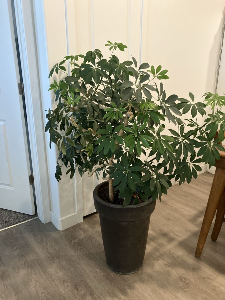 Umbrella Plant "schefflera"