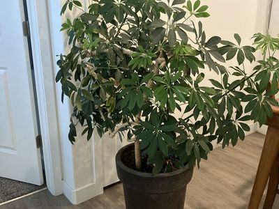 Umbrella Plant "schefflera"
