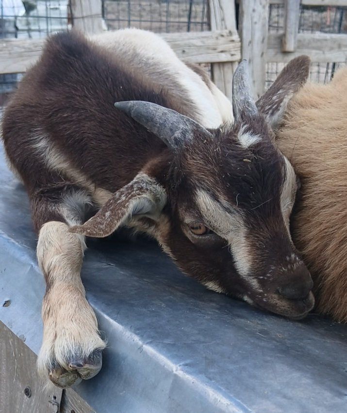 GOATS FOR SALE