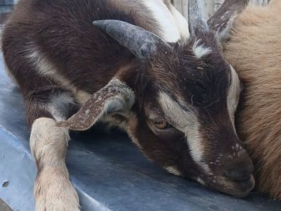 GOATS FOR SALE