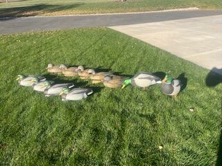 Duck Decoys For Sale