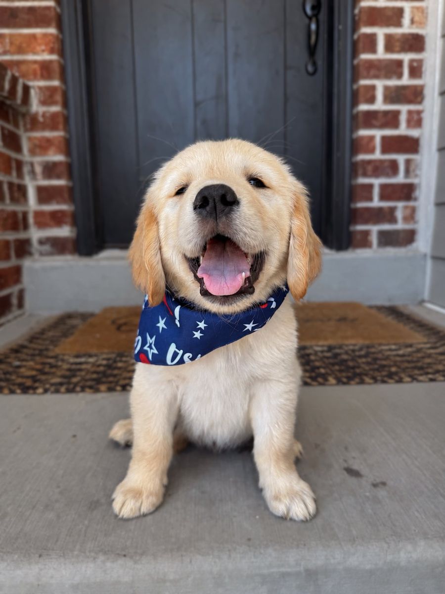 Ready to go home! AKC Golden Retrievers