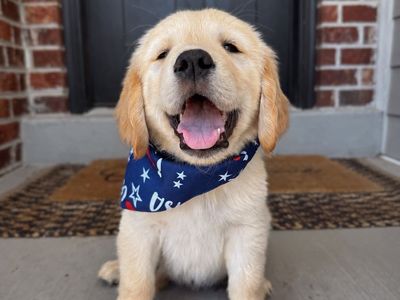Ready to go home! AKC Golden Retrievers