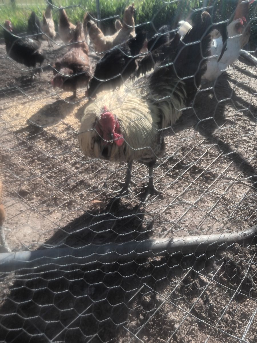Rooster for dinner