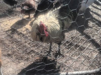 Rooster for dinner
