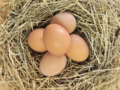 Fertile Hatching Eggs Black Australorp