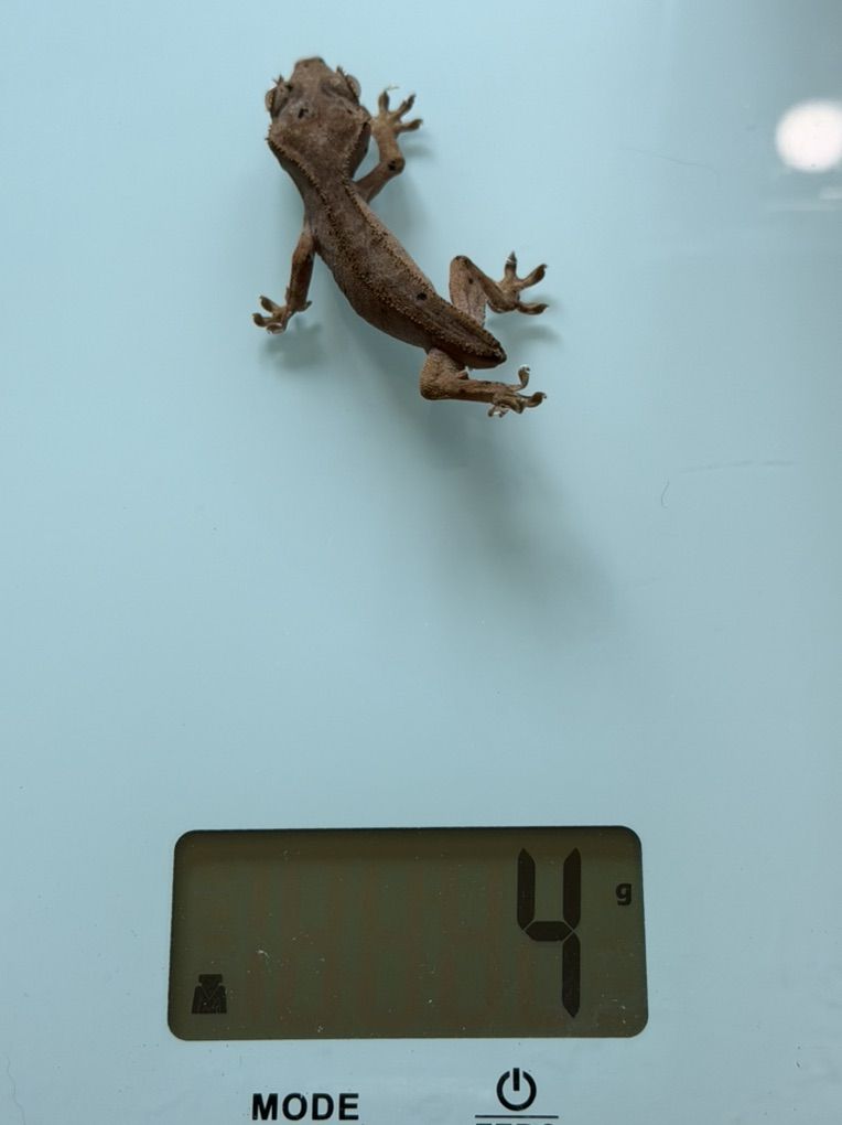 Main image 5