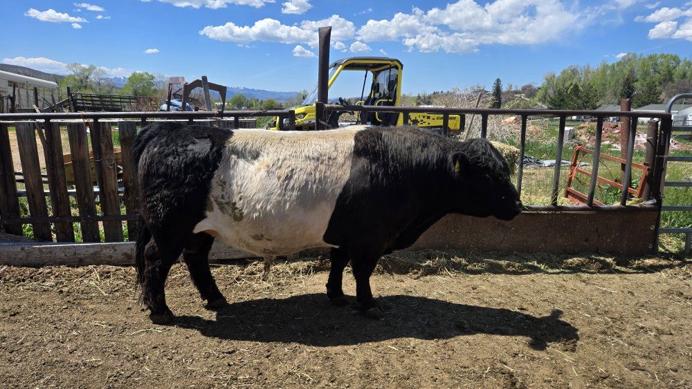 Belted Galloway Bull -  Fertile, Excellent Temperament, Black and White