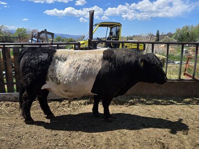 Belted Galloway Bull - Fertile, Excellent Temperament, Black and White