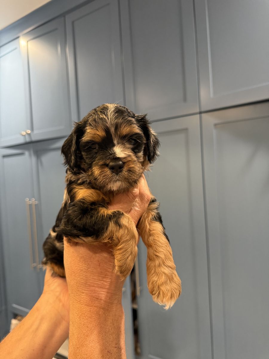 Female Teacup Merle Cavapoo 12 to 15 lbs full grown