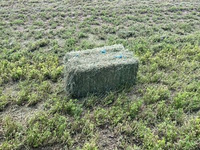 Fresh-Cut Alfalfa Hay Bales - 21 bale bundles — Premium Quality, Stored Dry
