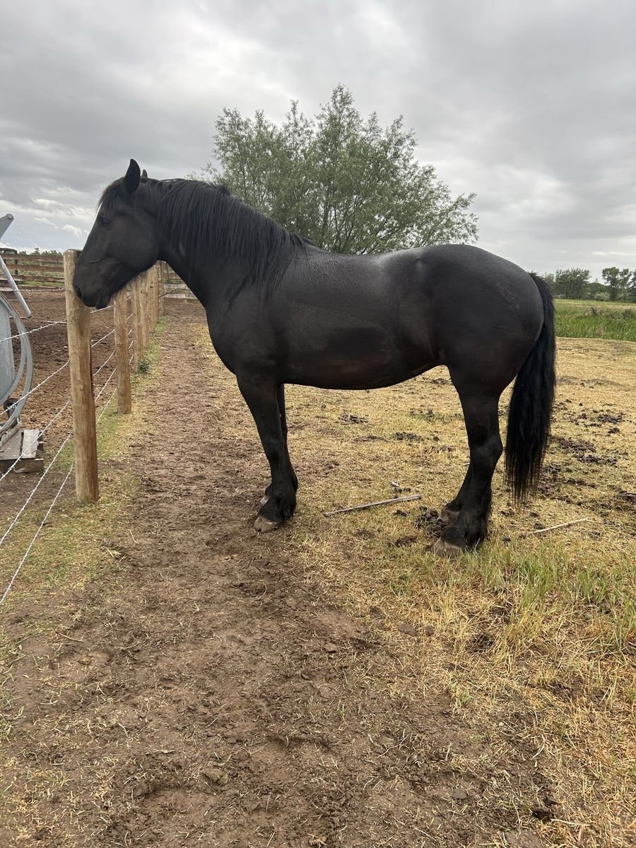 Friesian/Percheron Cross Mare