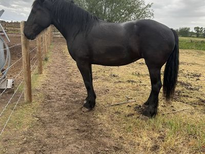 Friesian/Percheron Cross Mare
