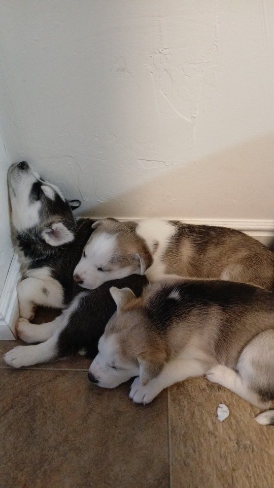 Adorable Purebred Husky Puppies for Sale - Playful and Healthy