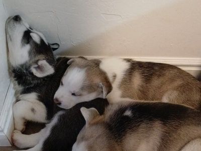 Adorable Purebred Husky Puppies for Sale - Playful and Healthy
