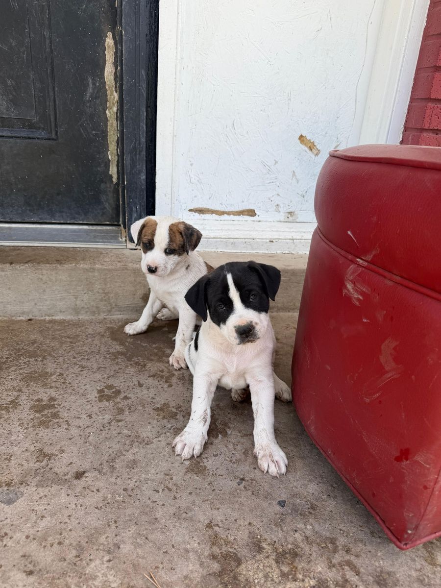 Maltese Pitbull Mix Puppies