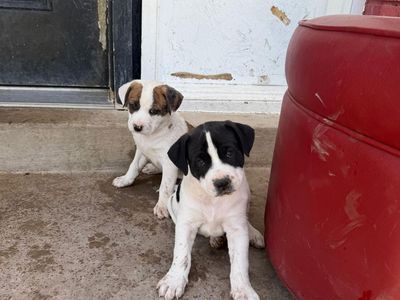 Maltese Pitbull Mix Puppies
