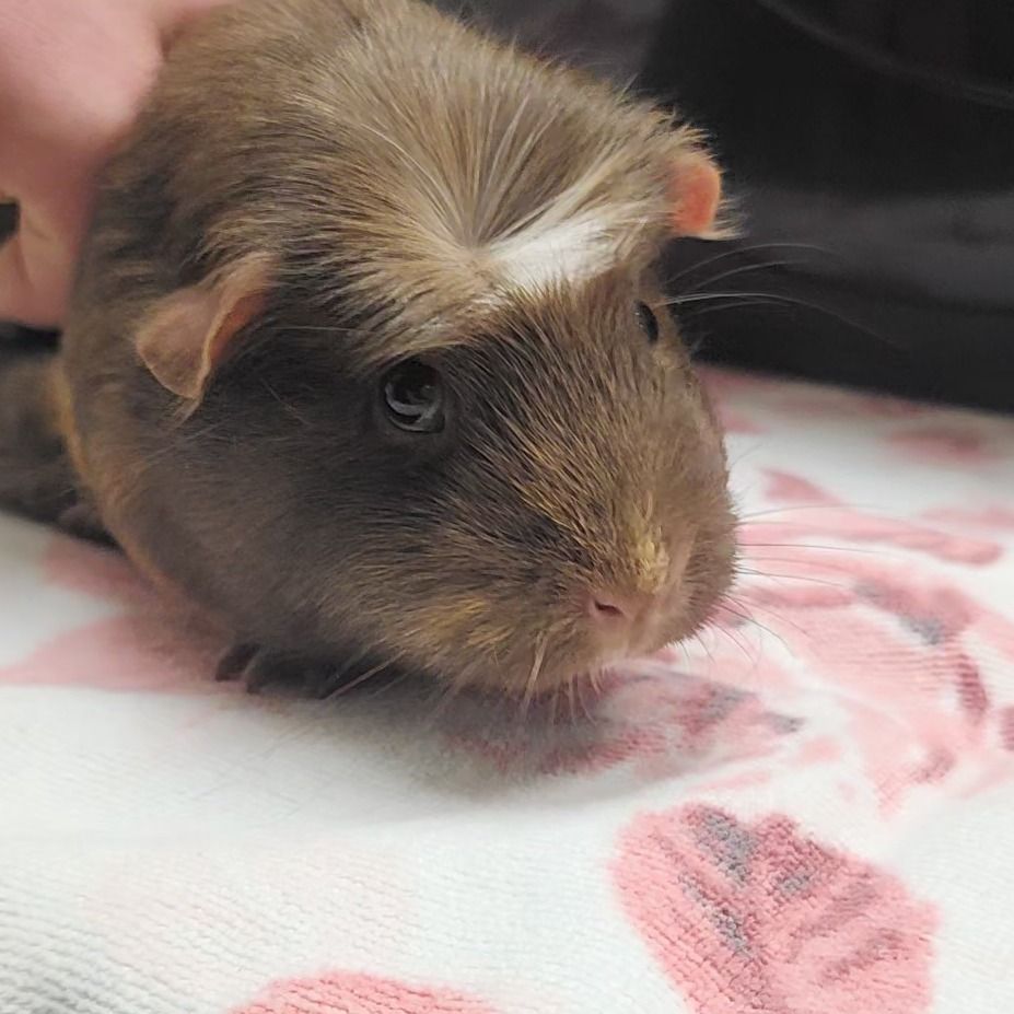 Hello my name is Willow