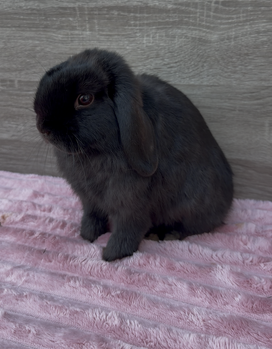 Gentle Holland Lop Buck
