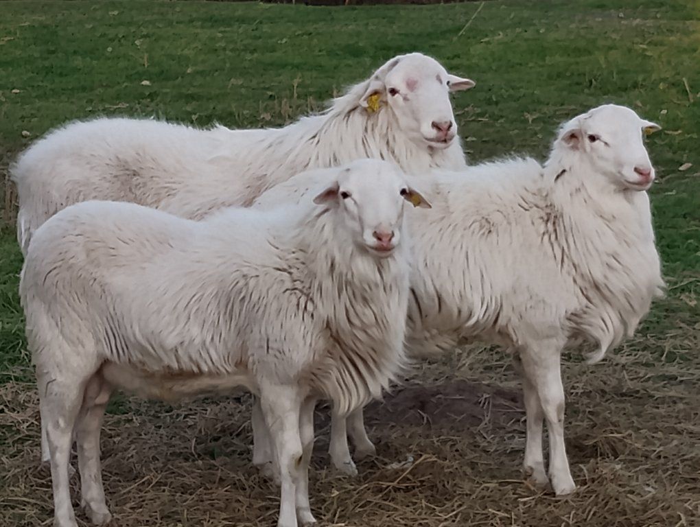 St Croix Hair Sheep