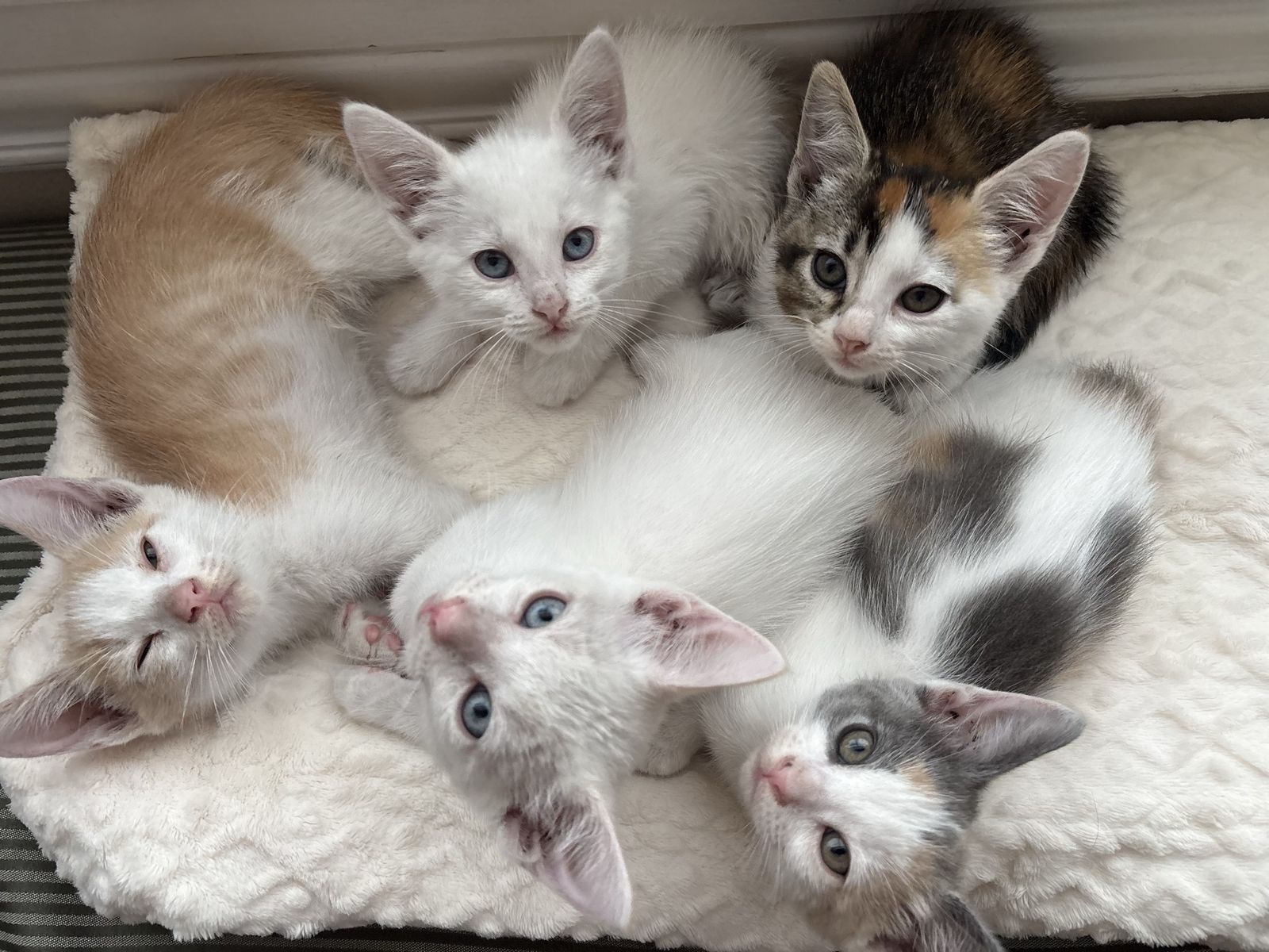 Cute Kittens for Sale