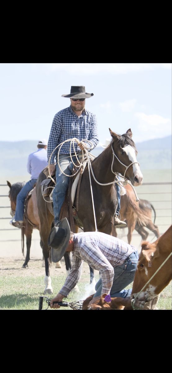 AQHA mare