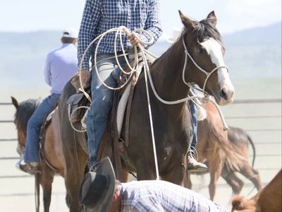 AQHA mare