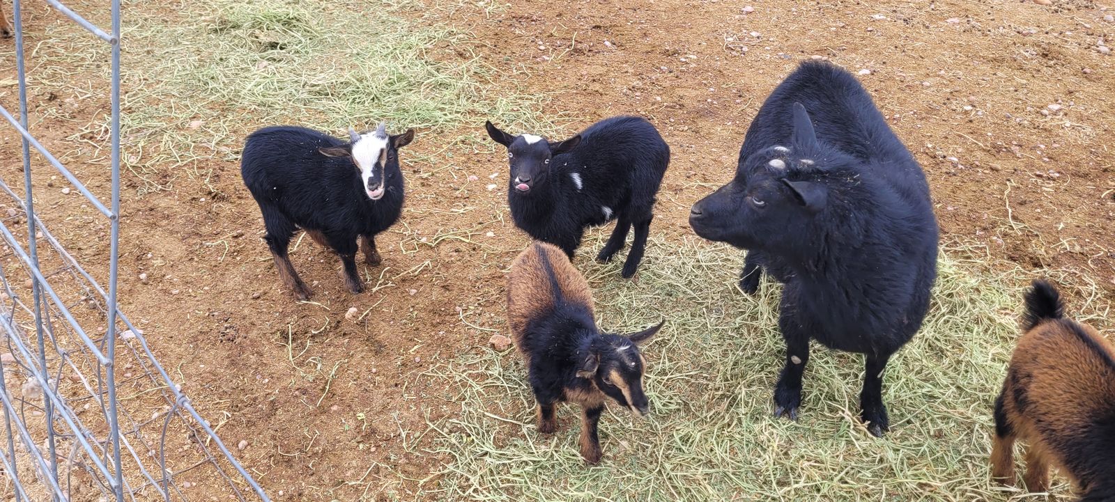 Nigerian Dwarf Goats