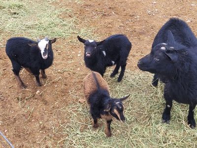 Nigerian Dwarf Goats