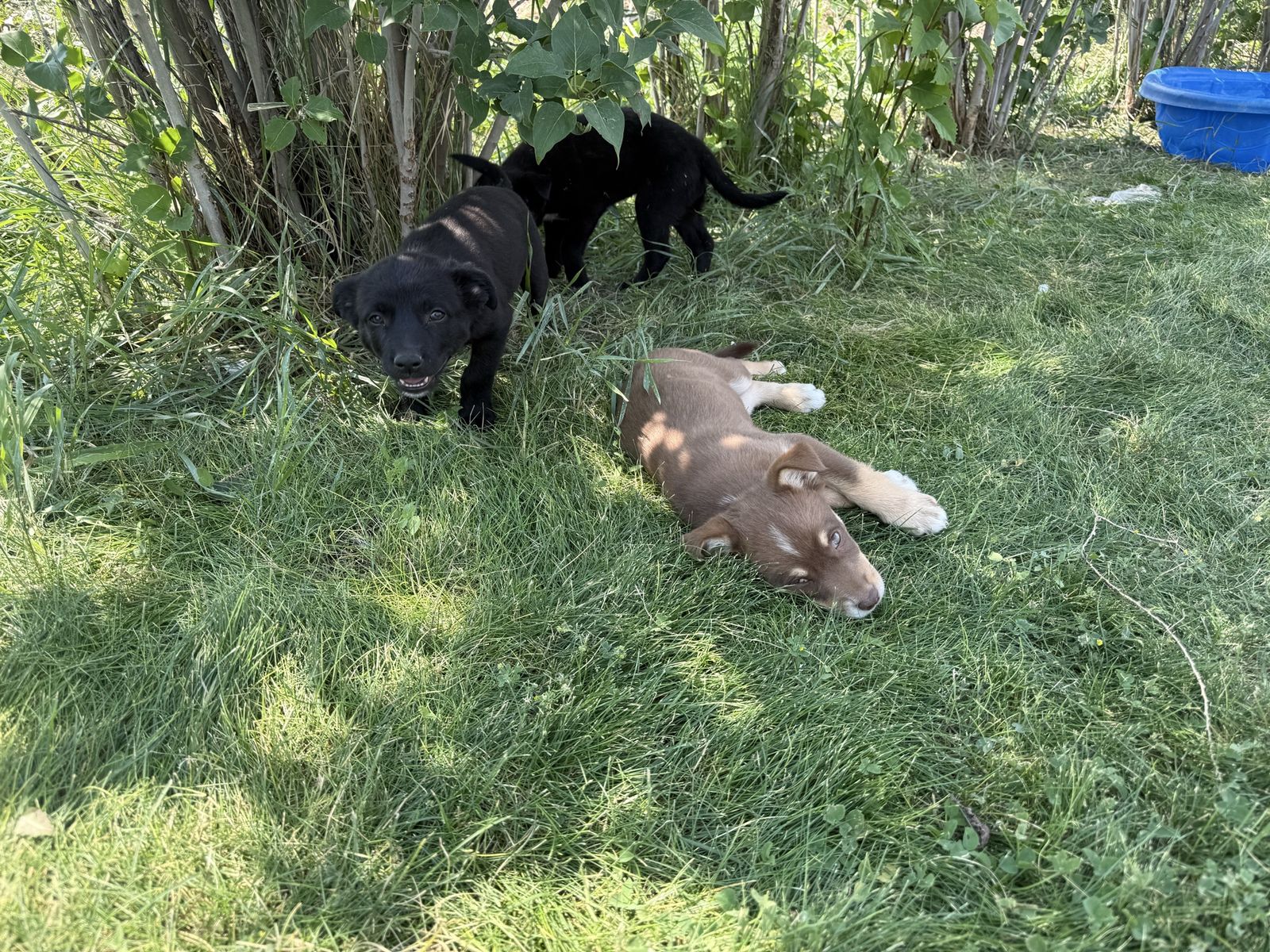 Border Collie/Australian Sheppard/Heeler Mix Puppies