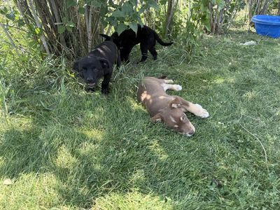 Border Collie/Australian Sheppard/Heeler Mix Puppies