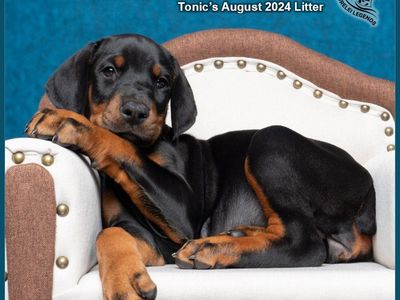 HEALTHY European AKC Doberman Puppies – OFA Health Tested Parents!