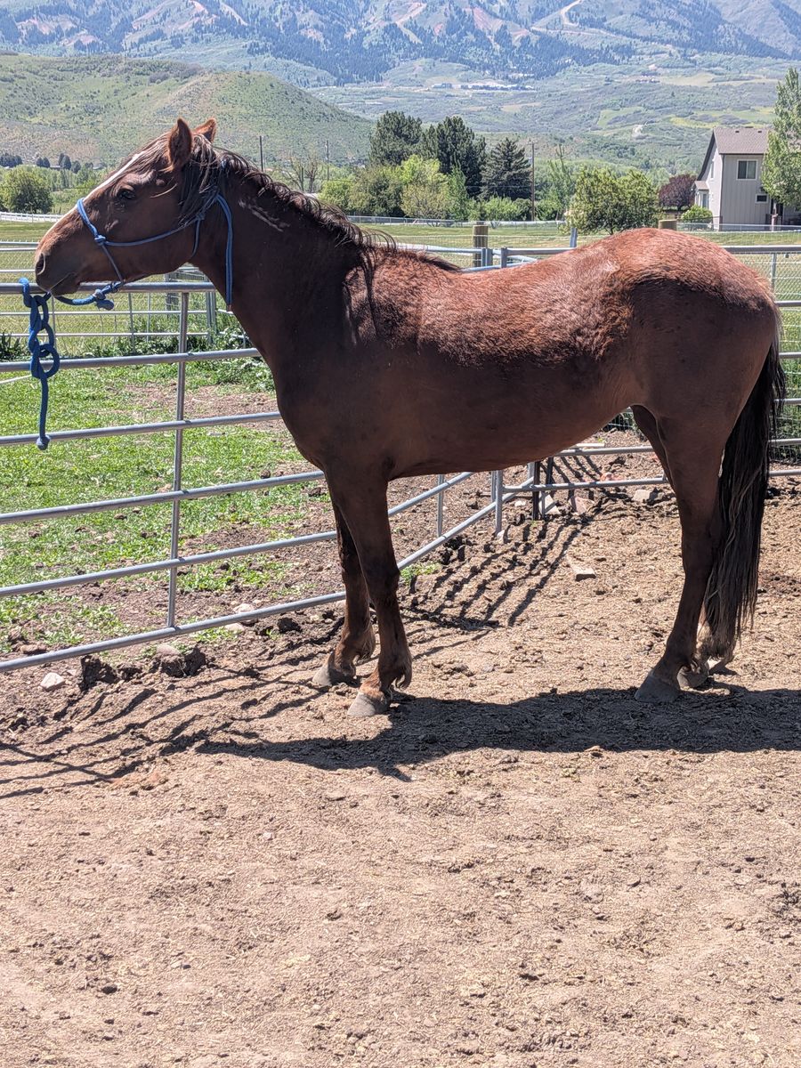 3 year old mare *halter broke*