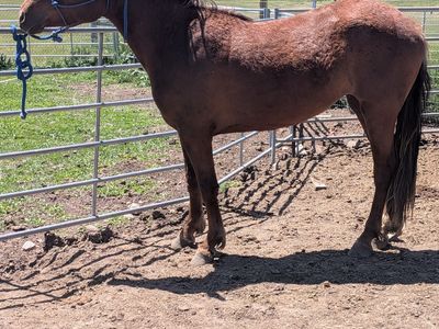 3 year old mare *halter broke*