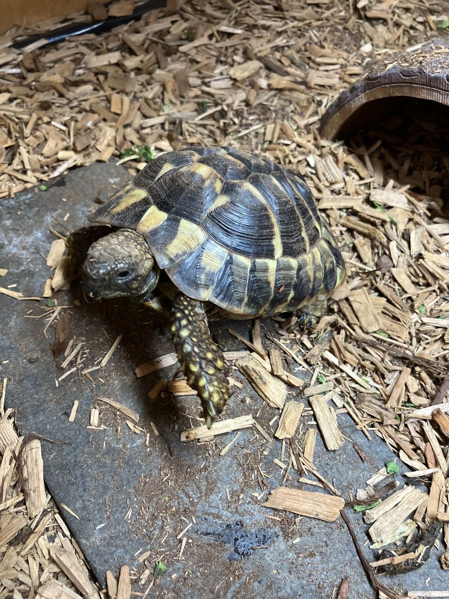 Eastern Hermann’s Tortiose