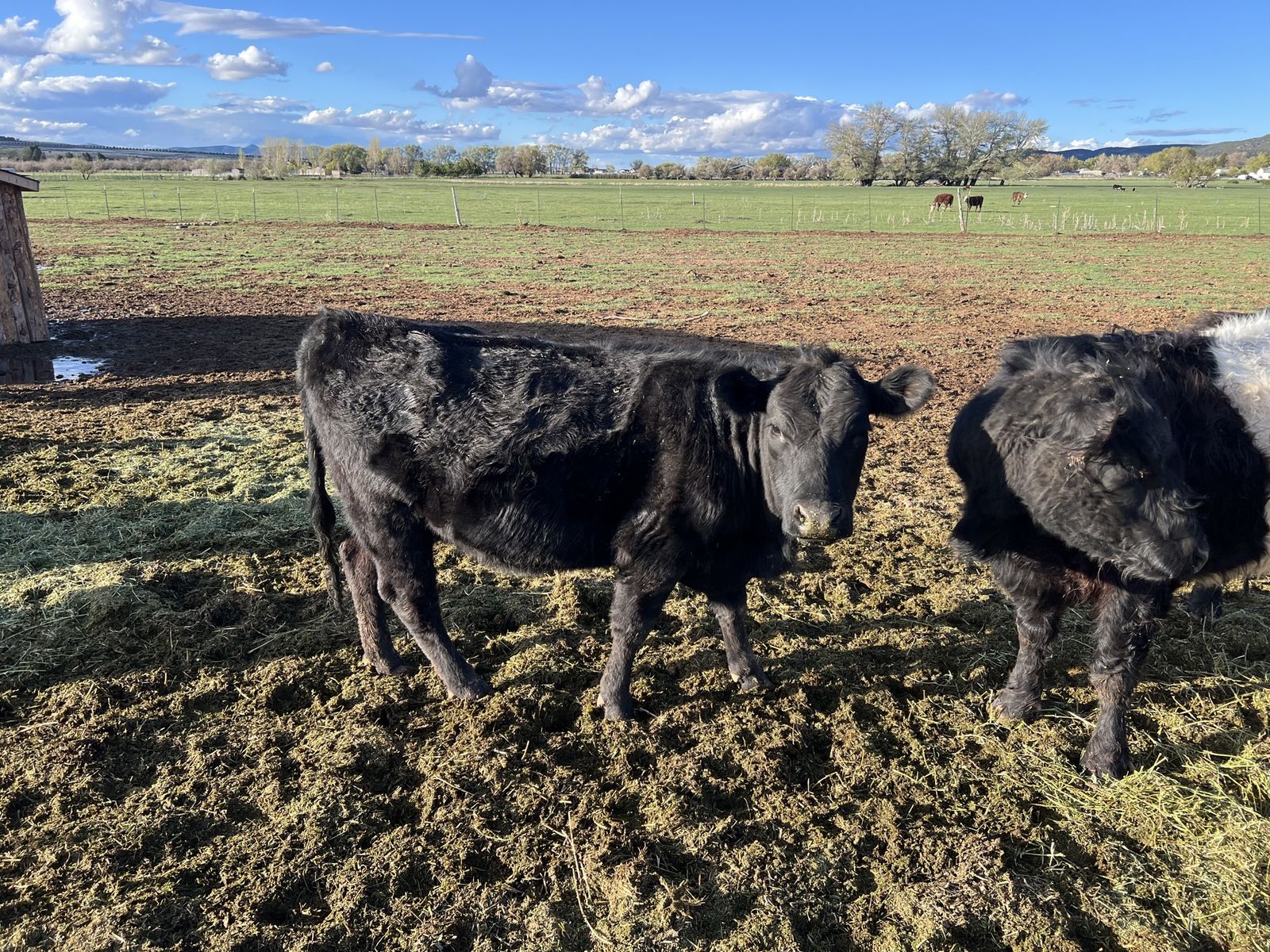 A2A2 Dexter Cow Available In Kanarraville