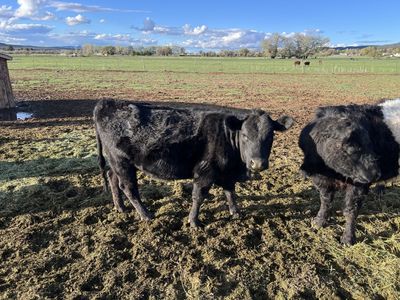 A2A2 Dexter Cow Available In Kanarraville