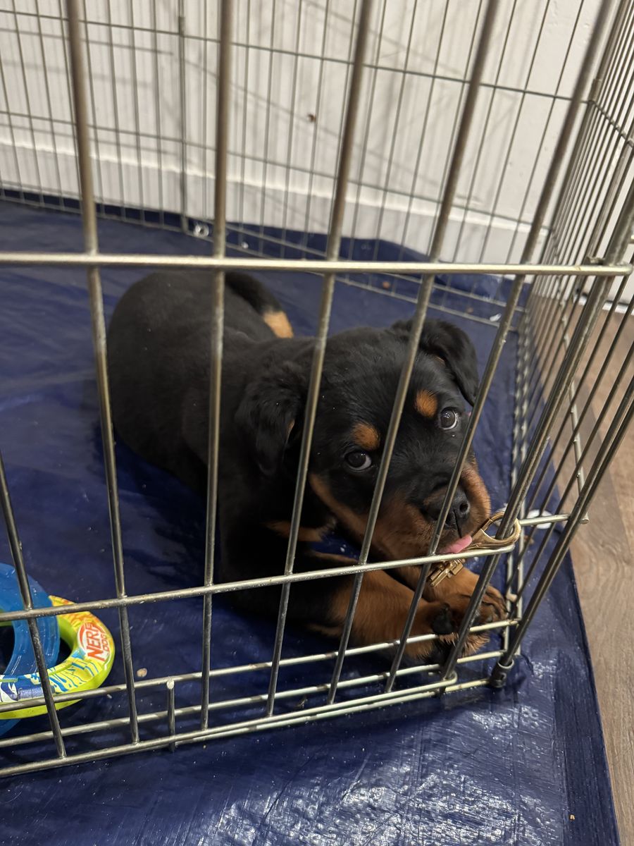 Rottweiler Puppy 1200 Obo