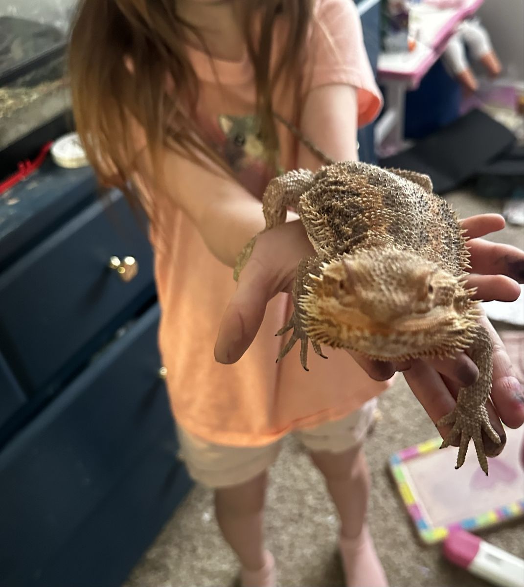 Very Friendly Bearded dragon with full set up 