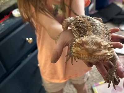 Very Friendly Bearded dragon with full set up