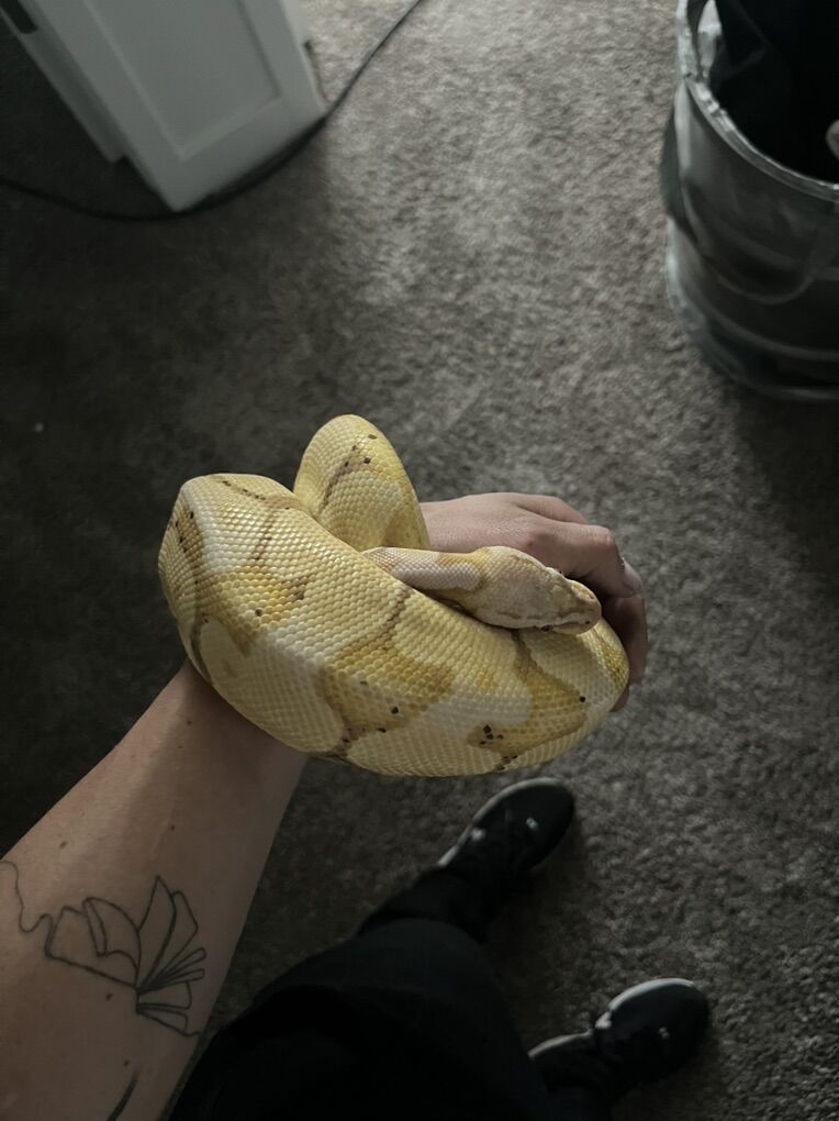 Banana Ball Python & Tank | Reptiles | KSL Classifieds