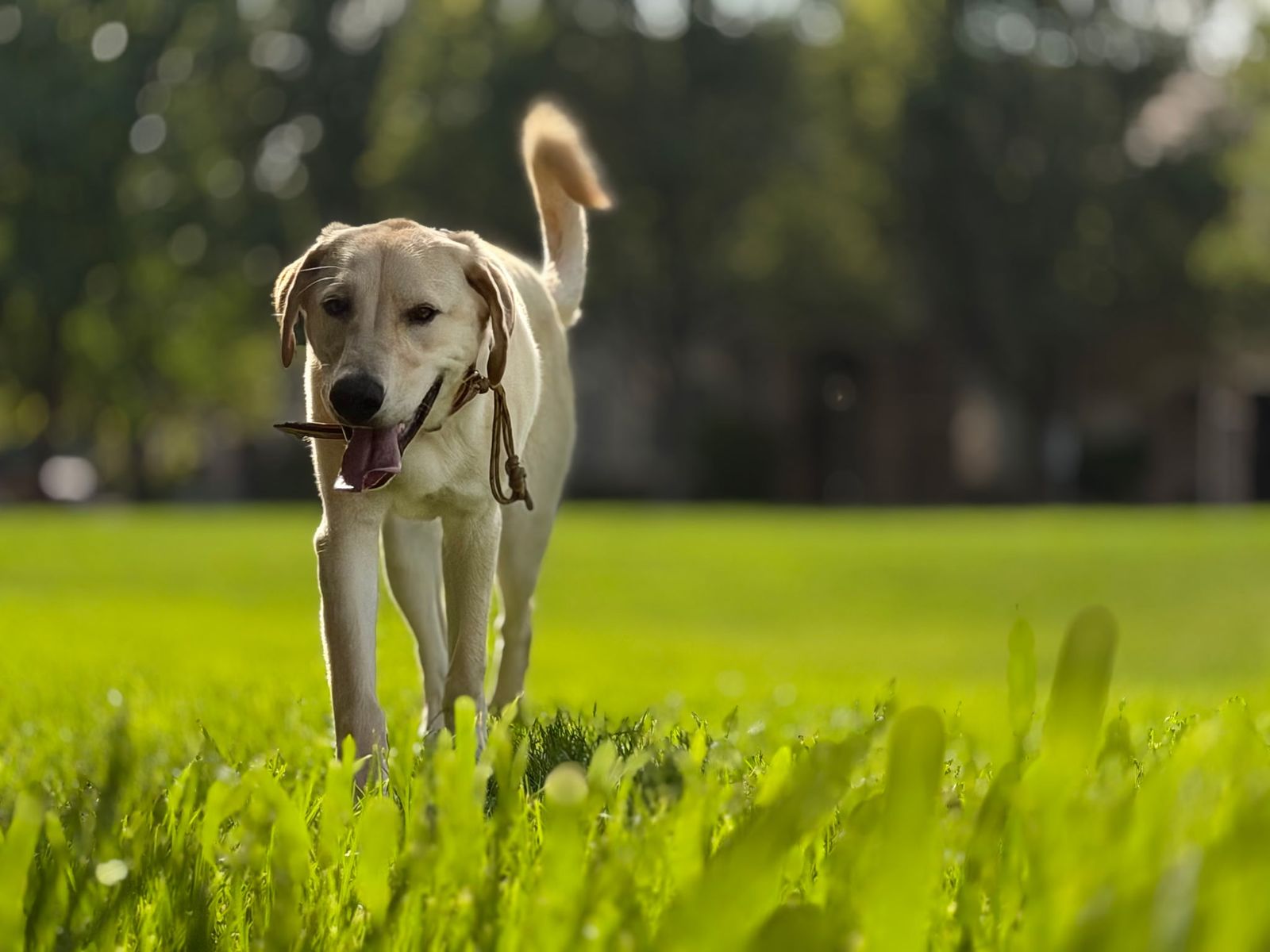 Free Yellow Lab 