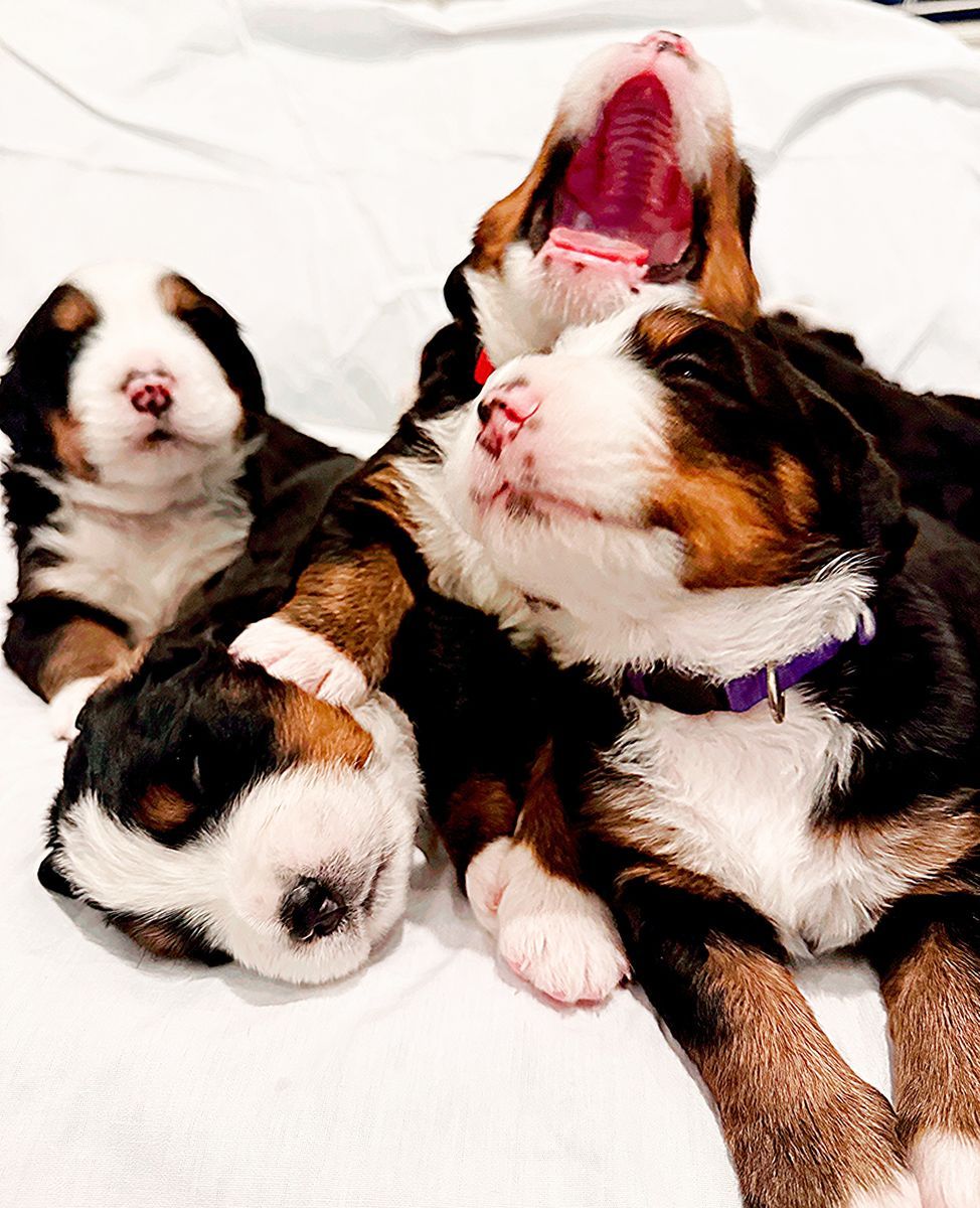 AKC Bernese Mountain Dog Puppies – Family Raised, Ready Soon