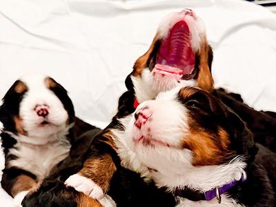 AKC Bernese Mountain Dog Puppies – Family Raised, Ready Soon