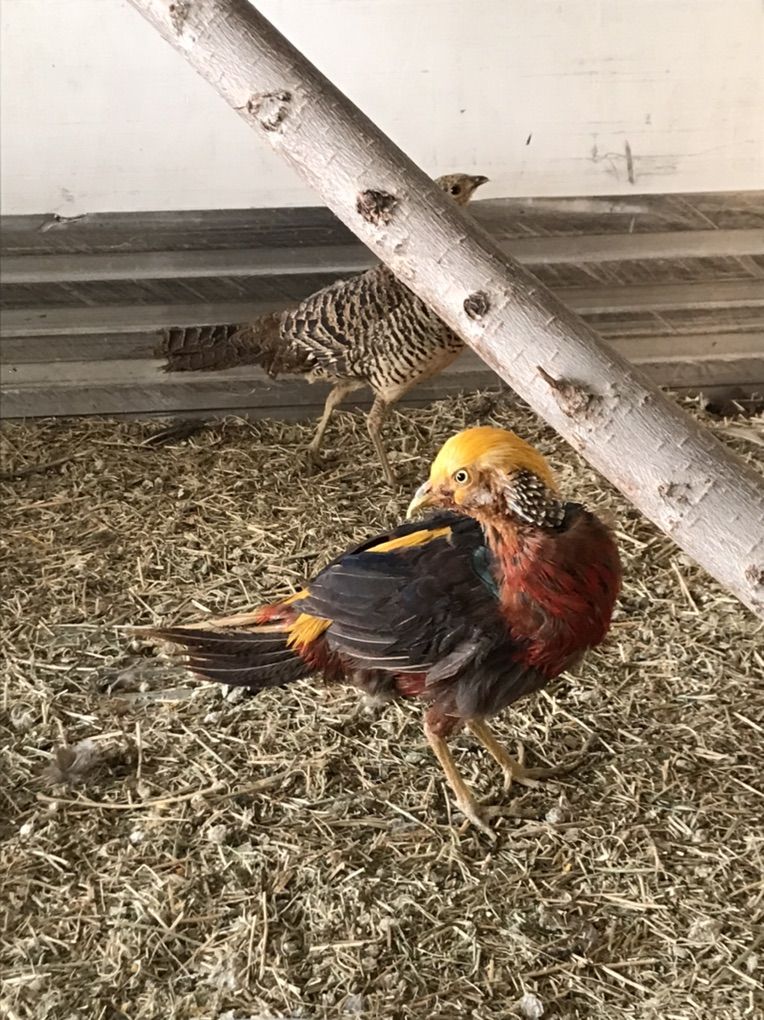 Red Golden Pheasant Trio For Sale Or Trade