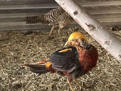 Red Golden Pheasant Trio For Sale Or Trade