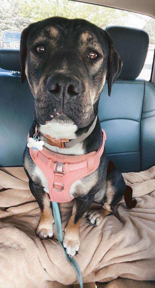 6 year old female pitbull
