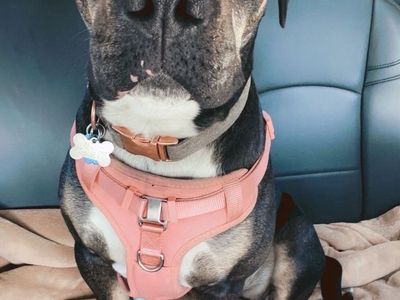 6 year old female pitbull