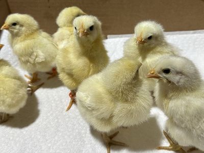 Feeder chicks instead of rats